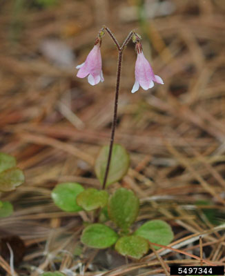 Linnaeae-borealis