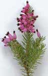 heather