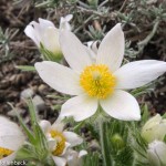 Anemone pulsatilla (Pasque Flower)