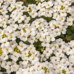 Arabis caucasica (Rock Cress)