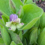 Clematis fremontii (Fremont's leather flower)