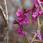 Daphne mezereum (February Daphne)