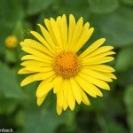 Doronicum plantagineum (Plantain Leopard's Bane)