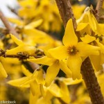 Forsythia x intermdia (Golden Bells)