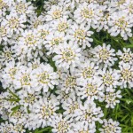 Iberis sempervirens (Candytuft)