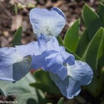 Iris pumila (Dwarf Iris)