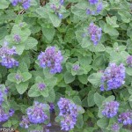 Nepeta x faassenii (Catmint)