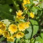 Primula veris (Cowslip)