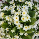 Primula vulgaris (Primrose)