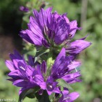 Campanula glomerata