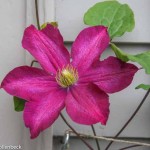 Clematis 'Madame Edouard Andre'