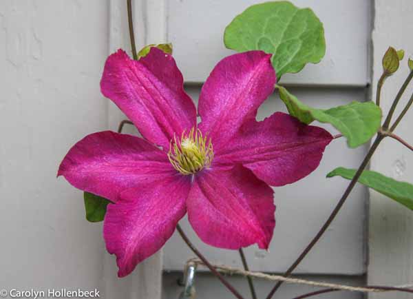 Clematis 'Madame Edouard Andre'