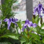 Clematis integrifolia