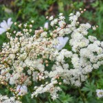 Filipendula 'vulgaris 'Fleuro Pleno'