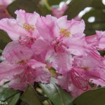 Rhododendron Smirnowii