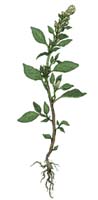 botanical illustration