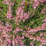 Calluna vulgaris 'J.H.Hamilton