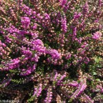 Calluna vulgaris 'Tib' (Heather)