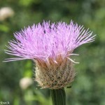 Centaurea americana (Basketflower)