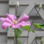 Clematis 'Comtesse de Bouchard'