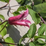 Clematis texensis 'Duchess of Albany' (Scarlet Clematis)