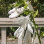 Hosta plantaginea (Fragrant Plantain Lily)