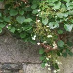 Climbing Hydrangea