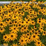 Rudbeckia fulgida var. speciosa 'Goldstrum' (Coneflower)