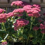 Sedum spectable 'Brillant' (Stonecrop)