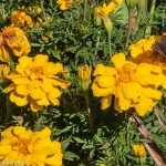 Tagetes patula (Dwarf French marigold)