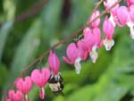 bees