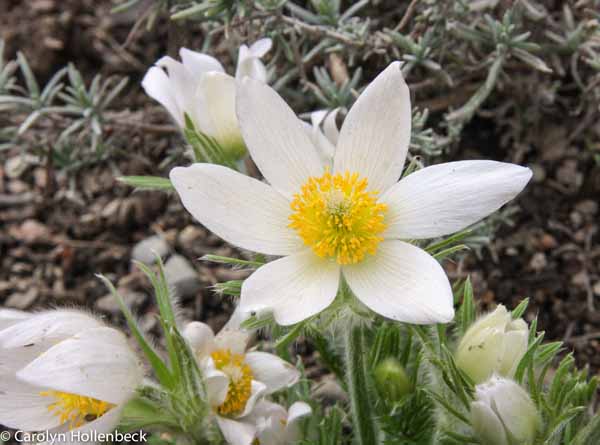 Anemone pulsatilla (Pasque Flower)