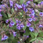 Pulmonaria angustifolia (Blue Cowslip)